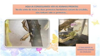 17 DIAS DEPOIS AS
BORBOLETAS SAIRAM
DA CRISÁLIDA!
 