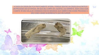 A CASCA DA CRISÁLIDA FICA PRATICAMENTE INTEIRA, PORQUE DENTRO DA CRISÁLIDAACONTECE
UM PROCESSO DE AUTOFAGIA, EM QUE SEU CORPO SE LIQUEFAZ, ELE DERRETE, ESSA CASCA QUE
A GENTE VÊ SÃO CÉLULAS CHAMADAS DISCOS IMAGINAIS QUE SOBREVIVEM A ESSE PROCESSO E
SÃO COMO A BASE DA BORBOLETA QUE IRÁ SURGIR.
 