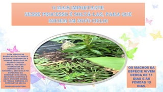 CADA ESPÉCIE DE
BORBOLETA SE ALIMENTA
DE FOLHAS DIFERENTES E
FORMAM CRISÁLIDAS DE
ACORDO COM SUA
ESPÉCIE, POR ISSO A
DIVERSIDADE DE
BORBOLETAS NA
NATUREZA, ESSE CICLO FOI
ESPECÍFICO DA
BORBOLETA DE COUVE,
SEU NOME CIENTÍFICO É
ASCIA MONUSTE ORSEIS,
DA FAMÍLIA PIERIDAE, AS
BORBOLETAS SÃO DA
ORDEM LEPIDOPTERA.
OS MACHOS DA
ESPÉCIE VIVEM
CERCA DE 11
DIAS E AS
FÊMEAS 15
DIAS.
 