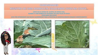 CURIOSIDADES
REGISTRO DE UMA BORBOLETA COLOCANDO OVOS N
CERTO DIA EU ESTAVA NO QUINTAL DA MINHA CASA,
QUANDO VI UMA BORBOLETA POUSANDO EM UMA FOLHA DE COUVE
COLOCANDO SEUS OVOS!
ACHEI TÃO INTERESSANTE QUE RESOLVI ACOMPANHAR TODO O PROCESSO DE DESENVOLVIMENTO DAQUELE ACONTECIMENTO!
 