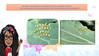 OS OVOS CRESCERAM E NO MOMENTO QUE A LAGARTA ECLODIU
ELAS COMERAM AS CASCAS DOS OVOS, POIS TEM NUTRIENTES IMPORTANTES!
 