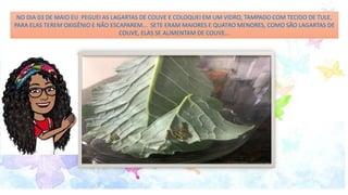 NO DIA 03 DE MAIO EU PEGUEI AS LAGARTAS DE COUVE E COLOQUEI EM UM VIDRO, TAMPADO COM TECIDO DE TULE,
PARA ELAS TEREM OXIGÊNIO E NÃO ESCAPAREM... SETE ERAM MAIORES E QUATRO MENORES, COMO SÃO LAGARTAS DE
COUVE, ELAS SE ALIMENTAM DE COUVE...
NO DIA 03 DE MAIO EU PEGUEI AS LAGARTAS DE COUVE E COLOQUEI EM UM VIDRO, TAMPADO COM TECIDO DE TULE,
PARA ELAS TEREM OXIGÊNIO E NÃO ESCAPAREM... SETE ERAM MAIORES E QUATRO MENORES, COMO SÃO LAGARTAS DE
COUVE, ELAS SE ALIMENTAM DE COUVE...
 