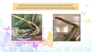 NO DIA NOVE DE MAIO ELAS JÁ ESTAVAM BEM CRESCIDAS
E AS QUATRO MENORES JÁ SE CONFUNDIAM COM AS MAIORES
 