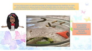 9 DIAS DEPOIS
AS LAGARTAS
TRANSFORMARAM-SE
EM PUPA
OU CRISÁLIDA!
 
