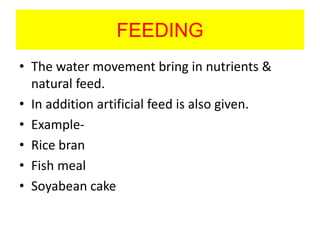 FEEDING
• The water movement bring in nutrients &
natural feed.
• In addition artificial feed is also given.
• Example-
• Rice bran
• Fish meal
• Soyabean cake
 