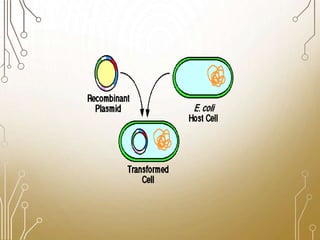 Library Cloning gene cloning, secreening a library, cloning products, requrements, | PPTX