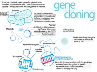 Library Cloning gene cloning, secreening a library, cloning products, requrements, | PPTX