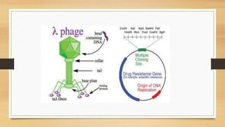 Isolate Vector Vector isolation | PPTX