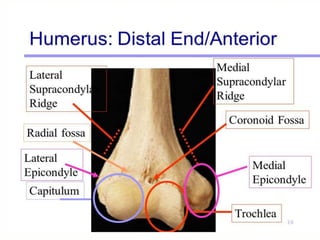 Subciliary Ridge bones and muscles of upper limb | PPTX