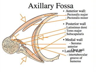 bones and muscles of upper limb | PPTX