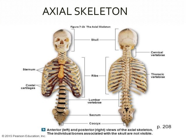 bones and muscles of upper limb