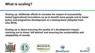 What is scaling?
Scaling up: deliberate efforts to increase the impact of successfully
tested [agriculture] innovations so as to benefit more people and to foster
policy and programme development on a lasting basis (Adapted from
who 2016).
Scaling up is about ensuring the quality of a development impact,
reaching out to those ‘left behind’ and ensuring the sustainability and
adaptability of results.
 