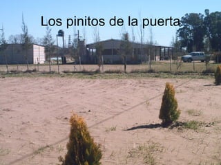 Los pinitos de la puerta 