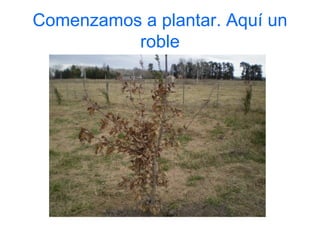 Comenzamos a plantar. Aquí un roble 