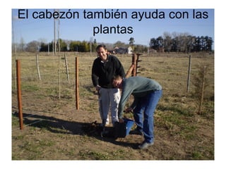 El cabezón también ayuda con las plantas 