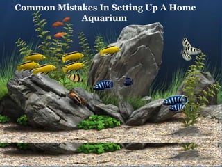 Common Mistakes In Setting Up A Home
            Aquarium
 