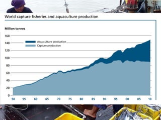 GROWTH OF AQUACULTURE
• Rising demand but static production from
capture fisheries
• 50% of seafood is now from aquacultur...