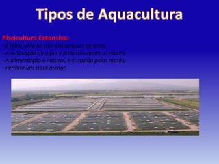 Piscicultura Extensiva:
- É feita junto ao mar em tanques de terra;
- A renovação da água é feita consoante as marés;
- A alimentação é natural, e é trazida pelas marés;
- Permite um stock menor.
 