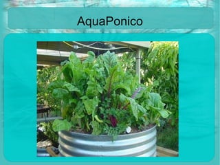 AquaPonico 