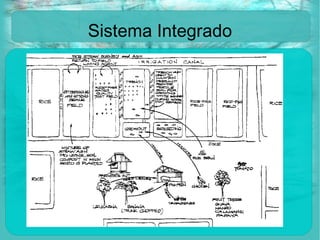 Sistema Integrado 