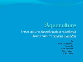Prawn culture: Macrobrachium rosenbergii
       Shrimp culture: Penaeus monodon
                                       By:
                          Amit Khampariya
                                 Ankit Jha
                            Aarti Dwivedi
                             Aarti Nagdev
                               Atul Dubey
 