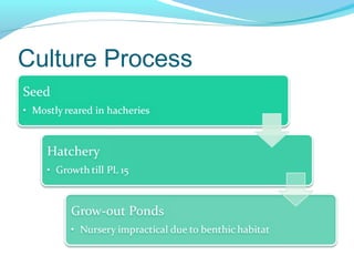Culture Process
 