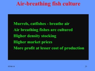 05/06/14 23
Air-breathing fish culture
Murrels, catfishes - breathe air
Air breathing fishes are cultured
Higher density stocking
Higher market prices
More profit at lesser cost of production
 
