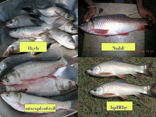 fl;yh
nts;spf;nfz;il
NuhF
kpHfhy;
 