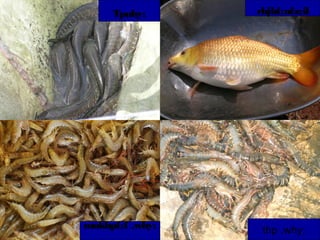 mnkhpf;f ,why;
rhjhf;nfz;il
thp ,why;
Tpuhy;
 