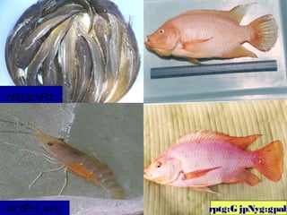 ed;dPH ,why; rptg;G jpNyg;gpah
nfSj;jp kPd;
 