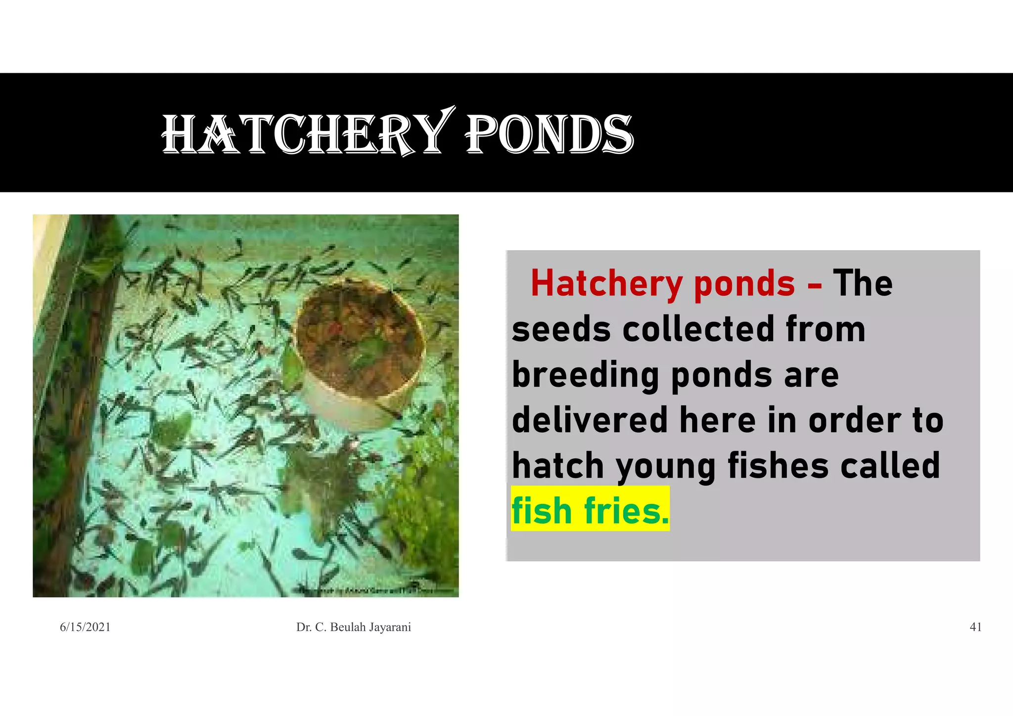 Hatchery ponds - The
seeds collected from
breeding ponds are
delivered here in order to
hatch young fishes called
fish fries.
HATCHERy Ponds
6/15/2021 Dr. C. Beulah Jayarani 41
 