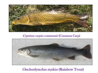 Cyprinus carpio communis (Common Carp)
Onchorhynchus mykiss (Rainbow Trout)
 
