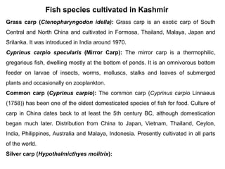 Fish species cultivated in Kashmir
Grass carp (Ctenopharyngodon idella): Grass carp is an exotic carp of South
Central and North China and cultivated in Formosa, Thailand, Malaya, Japan and
Srilanka. It was introduced in India around 1970.
Cyprinus carpio specularis (Mirror Carp): The mirror carp is a thermophilic,
gregarious fish, dwelling mostly at the bottom of ponds. It is an omnivorous bottom
feeder on larvae of insects, worms, molluscs, stalks and leaves of submerged
plants and occasionally on zooplankton.
Common carp (Cyprinus carpio): The common carp (Cyprinus carpio Linnaeus
(1758)) has been one of the oldest domesticated species of fish for food. Culture of
carp in China dates back to at least the 5th century BC, although domestication
began much later. Distribution from China to Japan, Vietnam, Thailand, Ceylon,
India, Philippines, Australia and Malaya, Indonesia. Presently cultivated in all parts
of the world.
Silver carp (Hypothalmicthyes molitrix):
 
