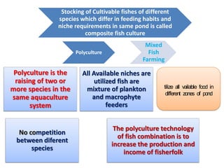 Polyculture is the
raising of two or
more species in the
same aquaculture
system
All Available niches are
utilized fish are
mixture of plankton
and macrophyte
feeders
No competition
between diferent
species
The polyculture technology
of fish combination is to
increase the production and
income of fisherfolk
Stocking of Cultivable fishes of different
species which differ in feeding habits and
niche requirements in same pond is called
composite fish culture
Polyculture
Mixed
Fish
Farming
Utilize all Available food in
different zones of pond
 