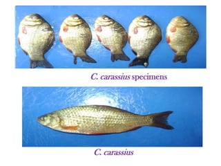 C. carassius specimens
C. carassius
 