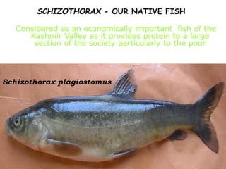 SCHIZOTHORAX - OUR NATIVE FISH
Considered as an economically important fish of the
Kashmir Valley as it provides protein to a large
section of the society particularly to the poor
Schizothorax plagiostomus
 