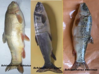 Schizothorax labiatus
Schizothorax niger
Schizothorax esocinus
 