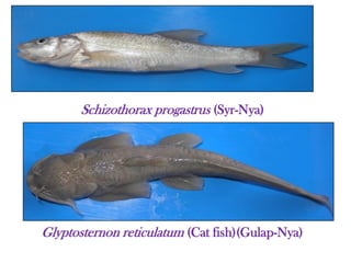 Schizothorax progastrus (Syr-Nya)
Glyptosternon reticulatum (Cat fish)(Gulap-Nya)
 