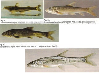 aquaculture.pdf