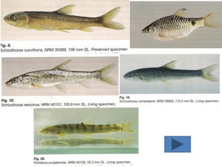 aquaculture.pdf