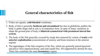 General characteristics of fish
1. Fishes are aquatic, cold-blooded vertebrates.
2. Body of fish is generally fusiform and streamlined but also in globiform, puffers the
body is globe shape and in eels is of serpentine form. In spite of many variations in
shape the ground plan of body is bilateral symmetrical with prominent lateral line
system.
3. The body of the fish generally covered by tough skin armored by variety of scales with
anterior cephalization (concentration of sensory and brain structure in the anterior
region).
4. The appendages of the fish comprise of the fins, which are generally paired (pectoral
and pelvic fins) unpaired dorsal, anal and caudal fins. All supported by dermal fin rays.
These fins constitute the main locomotary organs.
Boby Basnet || Asst. Prof. 10
 