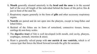 1. Mouth generally situated anteriorly in the head and the anus is in the second
half of the over all length of the individual behind the bases of the pelvic fins &
just in front of the anal fin.
2. Respiratory organs generally in the form of gills and other accessory respiratory
organs.
3. Nostrils are paired and do not open into the pharynx, except in lung-fishes and
lobed fishes.
4. Skeletal of the fishes are in form of notochord, connective tissues, bones,
cartilage & non-bony scales.
5. The digestive tract of fish is well developed (with mouth, oral cavity, pharynx,
esophagus, stomach, intestine & anus).
6. Heart is generally valved pump with one auricle & one ventricle, which is of
venous type that forces the blood forward towards the gills for aeration.
Boby Basnet || Asst. Prof. 11
 
