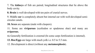 7. The kidneys of fish are paired, longitudinal structures that lie above the
body cavity.
8. Brain is well developed with ten pairs of cranial nerves.
9. Middle ear is completely absent but internal ear with well-developed semi-
circular canals.
10. Sexes are separate (male with claspers).
11. Some are viviparous (scoliodon or spadenose shar) and many are
oviparous.
12. Generally fertilization is external (In some carps fertilization is internal).
13. Roe/Eggs are large with much yolk i.e. 0.5 to 5.5 mm.
12. Development is direct (without any metamorphosis).
Boby Basnet || Asst. Prof. 12
 