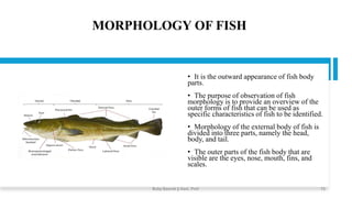 MORPHOLOGY OF FISH
• It is the outward appearance of fish body
parts.
• The purpose of observation of fish
morphology is to provide an overview of the
outer forms of fish that can be used as
specific characteristics of fish to be identified.
• Morphology of the external body of fish is
divided into three parts, namely the head,
body, and tail.
• The outer parts of the fish body that are
visible are the eyes, nose, mouth, fins, and
scales.
Boby Basnet || Asst. Prof. 15
 