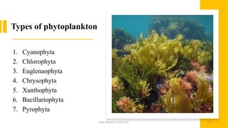 Types of phytoplankton
1. Cyanophyta
2. Chlorophyta
3. Euglenaophyta
4. Chrysophyta
5. Xanthophyta
6. Bacillariophyta
7. Pyrophyta
Boby Basnet || Asst. Prof. 153
 