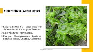 Chlorophyta (Green algae)
➢Larger cells than blue green algae with
distinct contents and are green in colour.
➢Cells with two or more flagella.
➢Example: Chlamydomonas, Pandorina,
Eudorina, Volvox, Chlorella, Cosmarium
Boby Basnet || Asst. Prof. 155
 