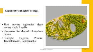 Euglenophyta (Euglenoids algae)
• Slow moving euglenoids algae
having single flagella.
• Numerous disc shaped chloroplasts
present.
• Example: Euglena, Phacus,
Trachelomonas, Leptoconclis
Boby Basnet || Asst. Prof. 156
 