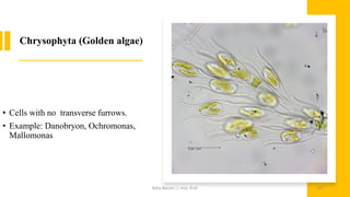 Chrysophyta (Golden algae)
• Cells with no transverse furrows.
• Example: Danobryon, Ochromonas,
Mallomonas
Boby Basnet || Asst. Prof. 157
 