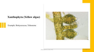 Xanthophyta (Yellow algae)
Example: Botryococcus, Tribonema
Boby Basnet || Asst. Prof. 158
 