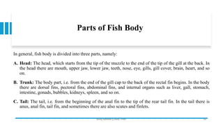 Parts of Fish Body
In general, fish body is divided into three parts, namely:
A. Head: The head, which starts from the tip of the muzzle to the end of the tip of the gill at the back. In
the head there are mouth, upper jaw, lower jaw, teeth, nose, eye, gills, gill cover, brain, heart, and so
on.
B. Trunk: The body part, i.e. from the end of the gill cap to the back of the rectal fin begins. In the body
there are dorsal fins, pectoral fins, abdominal fins, and internal organs such as liver, gall, stomach,
intestine, gonads, bubbles, kidneys, spleen, and so on.
C. Tail: The tail, i.e. from the beginning of the anal fin to the tip of the rear tail fin. In the tail there is
anus, anal fin, tail fin, and sometimes there are also scutes and finlets.
Boby Basnet || Asst. Prof. 16
 